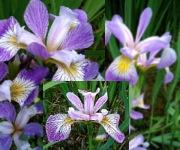 Iris collection - 3 x Iris versicolor 'Rowden' 