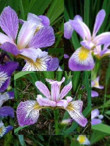 Iris collection - 3 x Iris versicolor 'Rowden' 