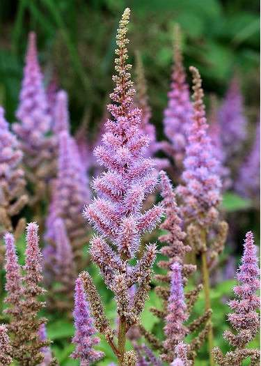 Astilbe chinensis var 'Pumila'