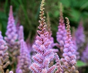 Astilbe chinensis var 'Pumila'