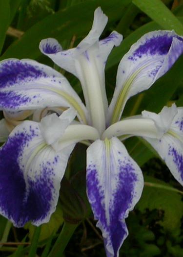 Iris laevigata 'Colchesteriensis'