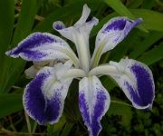 Iris laevigata 'Colchesteriensis'