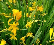 Crocosmia x crocosmiiflora 'Citronella'