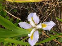 Iris virginica 'Lavender Lustre'