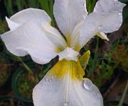 Iris sibirica 'Dreaming Yellow'