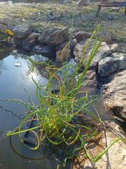 Juncus spiralis