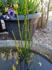 Equisetum japonicum