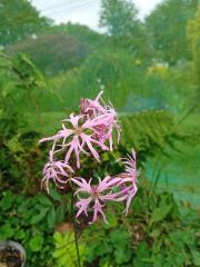 Lychnis flos-cuculi