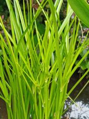 Cyperus glaber