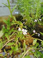 Myosotis scorpioides