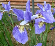 Iris sibirica 'Marcus Perry'