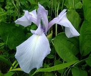 Iris laevigata 'Richard Greaney'