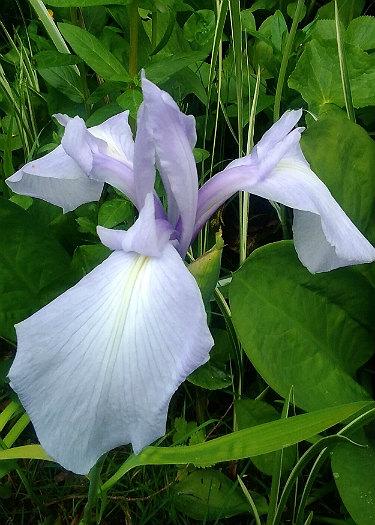 Iris laevigata 'Richard Greaney'