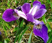 Iris versicolor 'Rowden Concerto'