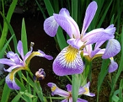 Iris versicolor 'Rowden Sonata'