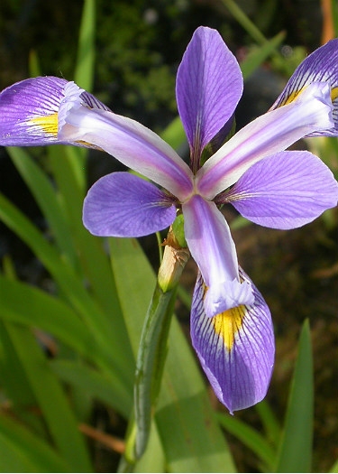 Iris virginica 'Pond Crown Point'