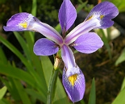 Iris virginica 'Pond Crown Point'