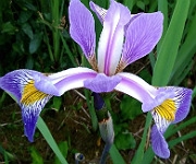 Iris x robusta 'Gerald Darby'