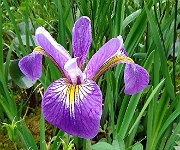 Iris x robusta 'Mountain Brook'