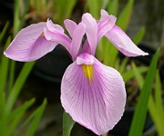 Iris ensata 'Rose Queen'