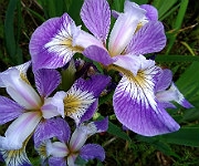 Iris versicolor 'Rowden Cantata'