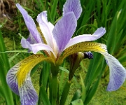 Iris versicolor 'Rowden Minuet'