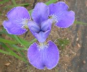 Iris sibirica 'Silver Edge'