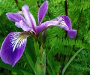 Iris versicolor