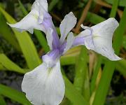 Iris laevigata 'Liam Johns'