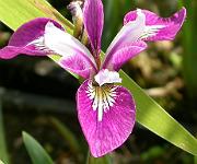 Iris versicolor 'Rowden Jingle'