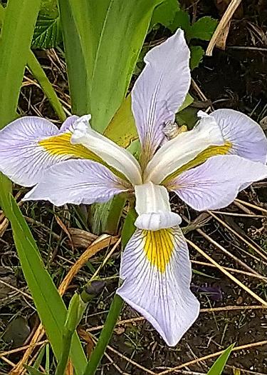 Iris virginica 'Lavender Lustre'