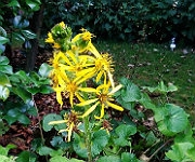 Ligularia veitchiana