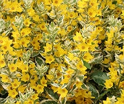 Lysimachia punctata 'Alexander'