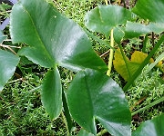 Nuphar japonica