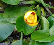 Nuphar pumilla