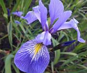 Iris x robusta 'Nutfield Blue'