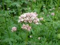 Valeriana officinalis