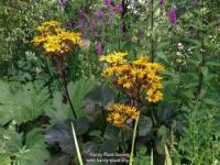 Ligularia dentata 'Desdemona'