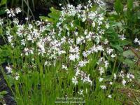 Lychnis flos-cuculi 'White Robin'