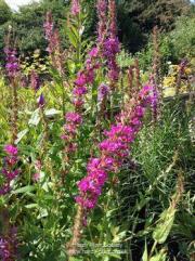 Lythrum salicaria