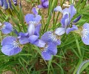 Iris sibirica 'Perry's Favourite'