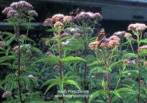 Eupatorium cannabinum