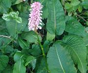 Persicaria bistorta