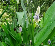 Pontederia cordata var. lanceolata