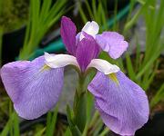 Iris ensata 'Rowden King'