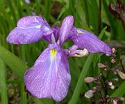 Iris ensata 'Rowden Mikado'