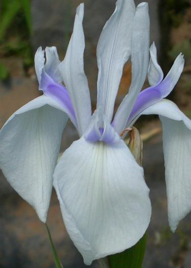 Iris laevigata 'Rowden Starlight'