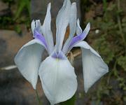 Iris laevigata 'Rowden Starlight'