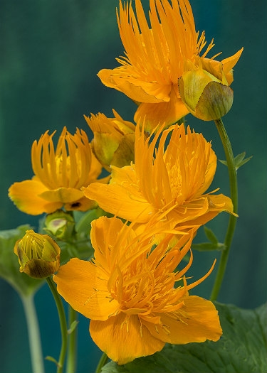 Trollius chinensis 'Golden Queen'