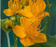 Trollius chinensis 'Golden Queen'